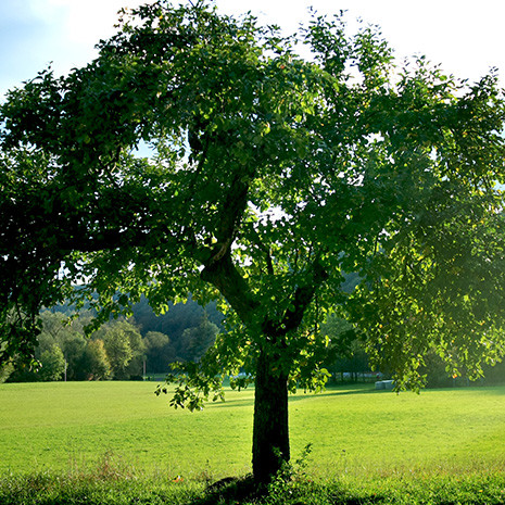 Tree in the summer on a green lawn
